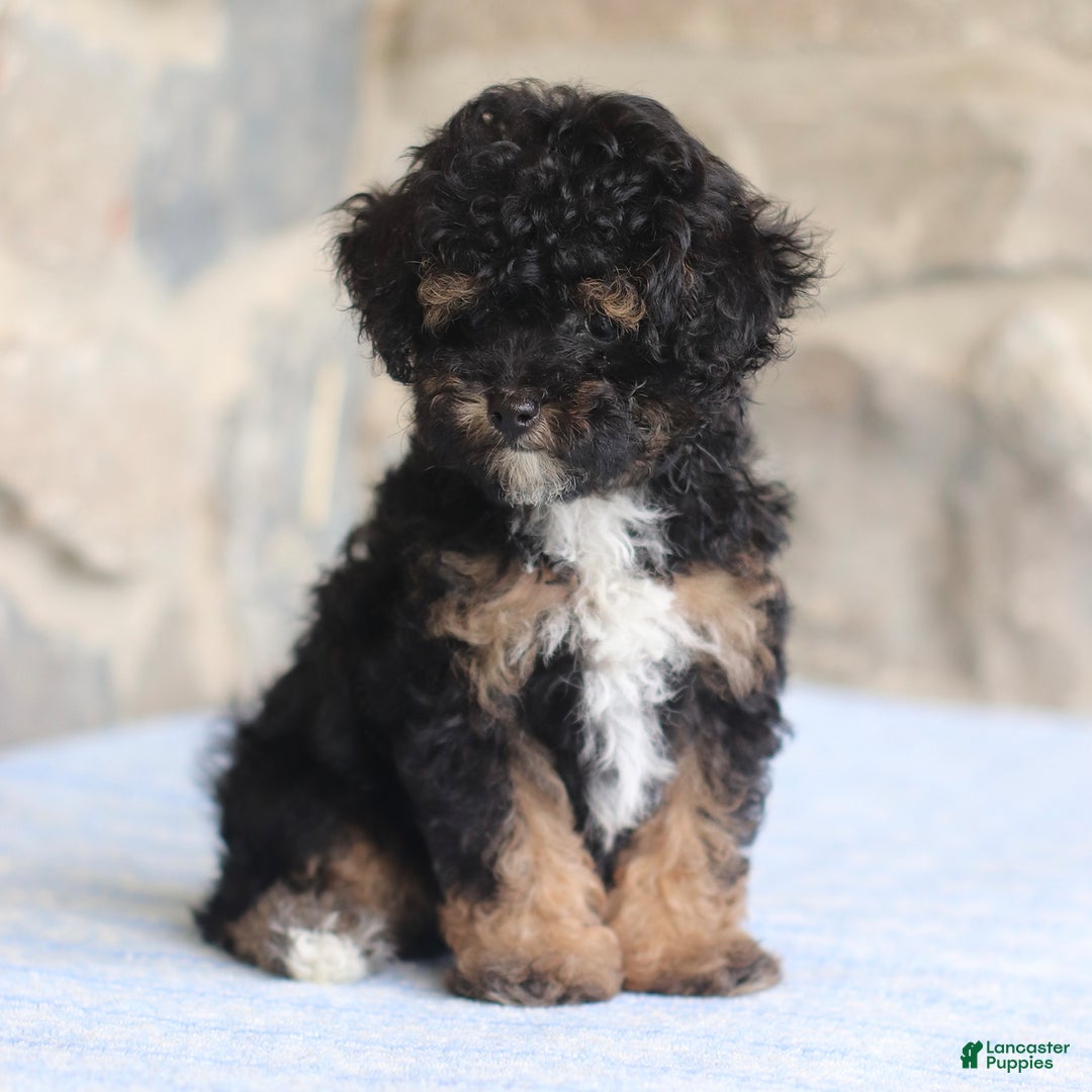 Toy Poodle dogs for sale: Patty - Image 5