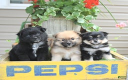 Pomeranian dogs for sale: Amber - Image 2