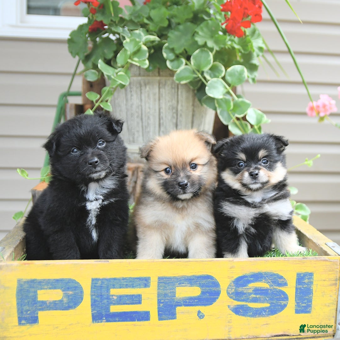 Pomeranian dogs for sale: Amber - Image 2