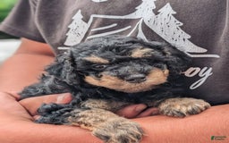 Miniature Poodle dogs for sale: Shadow - Image 3