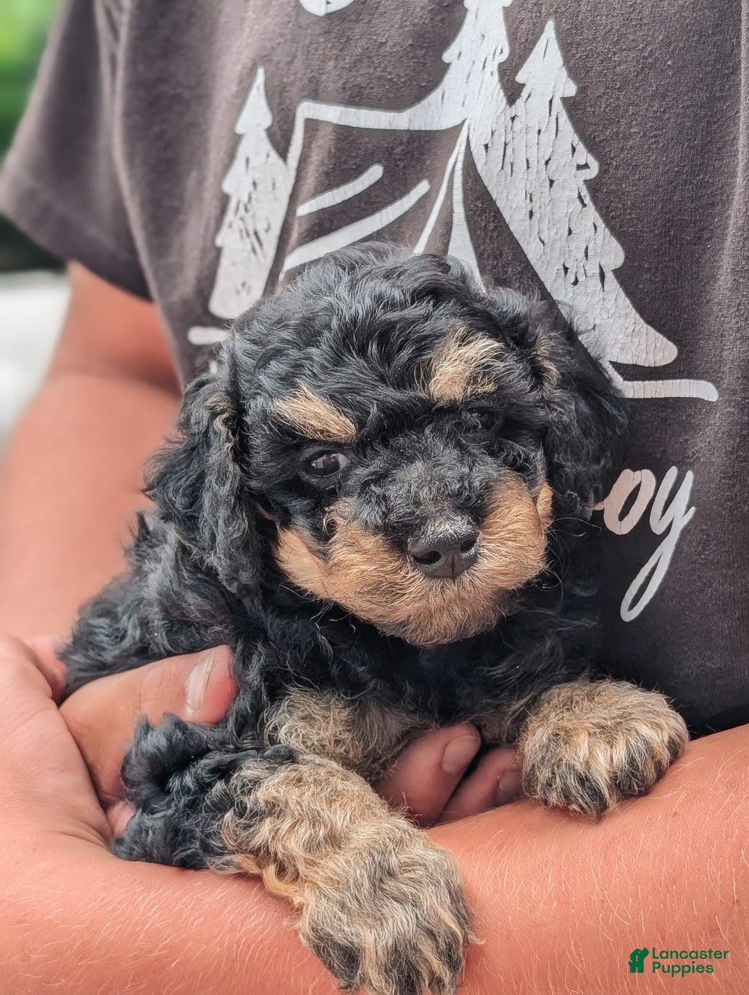 Miniature Poodle dogs for sale: Shadow - Image 3
