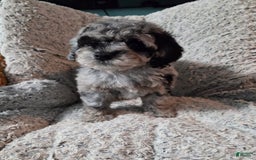 Miniature Poodle dogs for sale: Juliet - Image 2