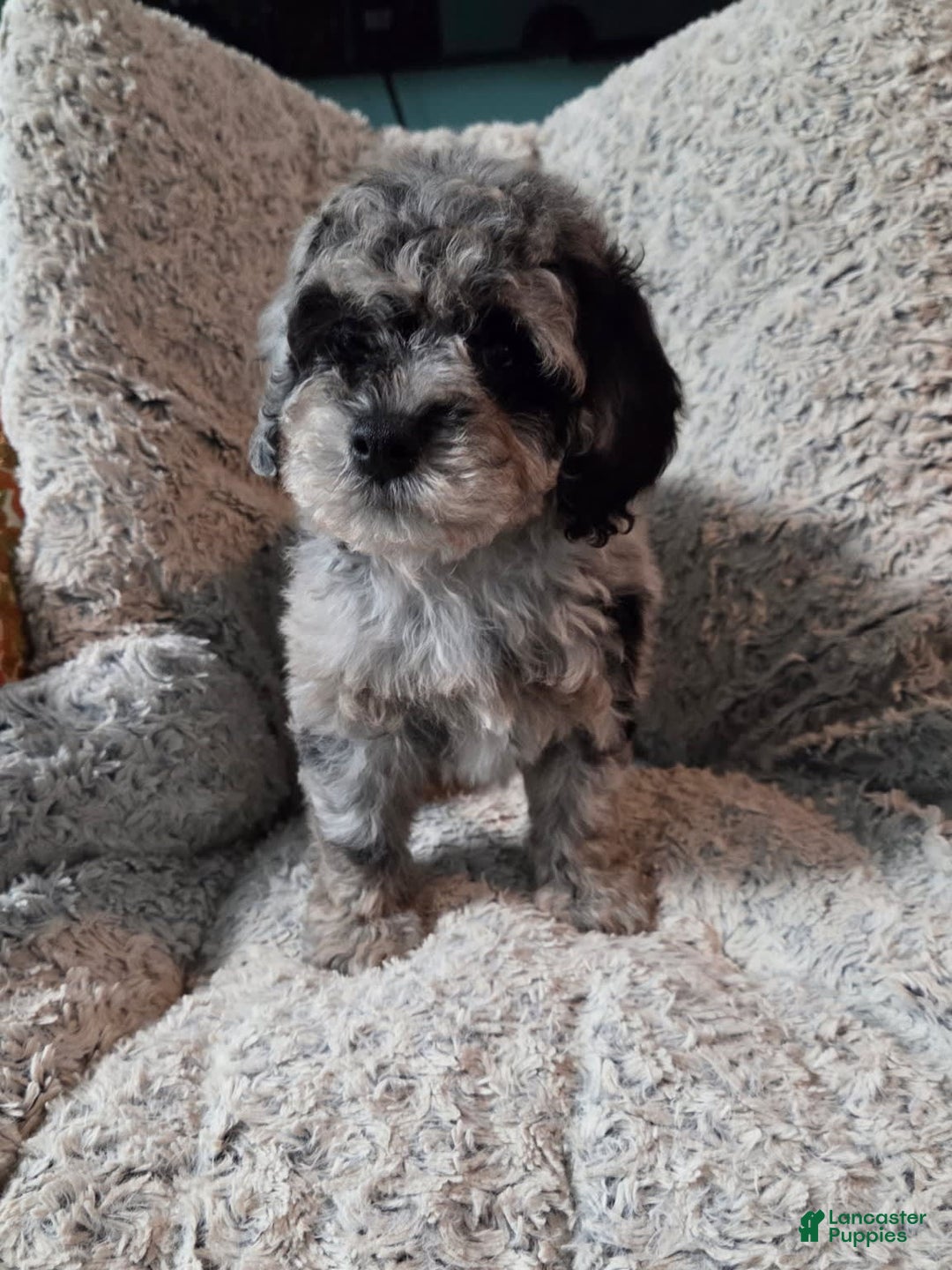 Miniature Poodle dogs for sale: Juliet - Image 2