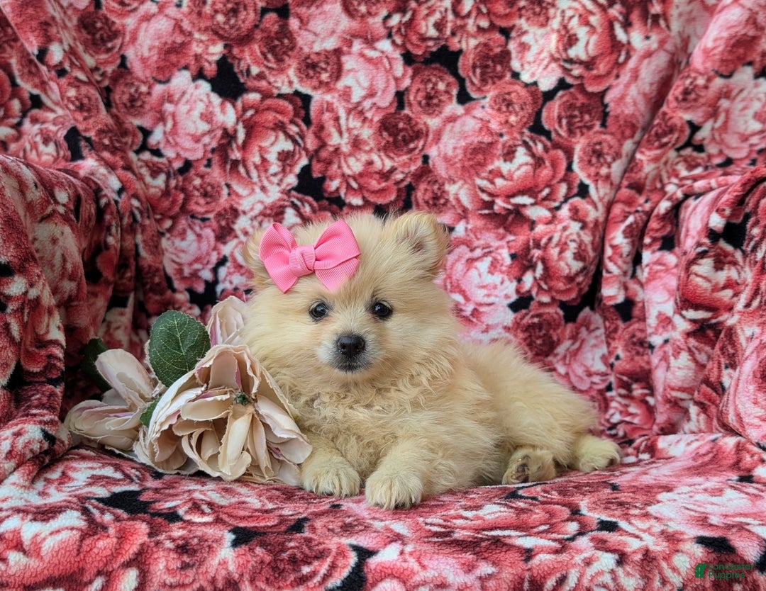 Pomeranian dogs for sale: Kelley Genetic Testing 9 lbs full grown - Image 6