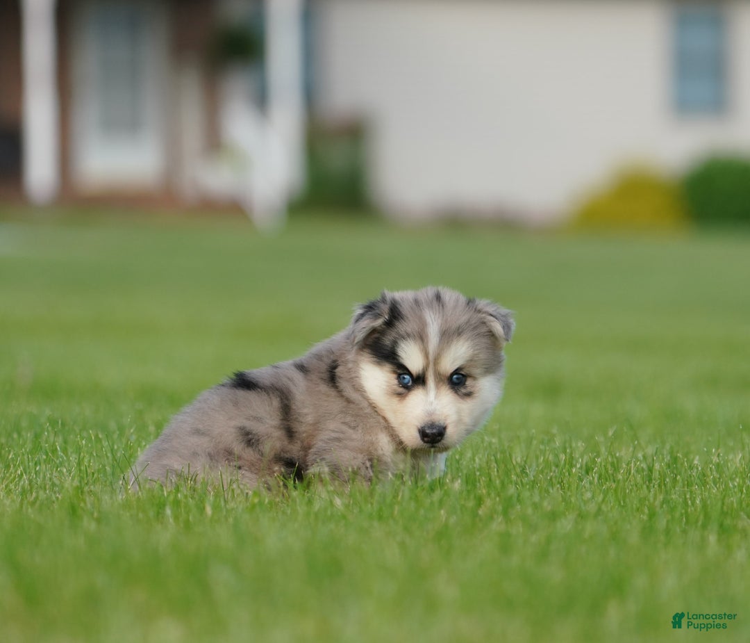 Gerberian Shepsky dogs for sale: Leo - Image 8