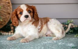 Cavalier King Charles Spaniel dogs for sale: Justin - Image 1