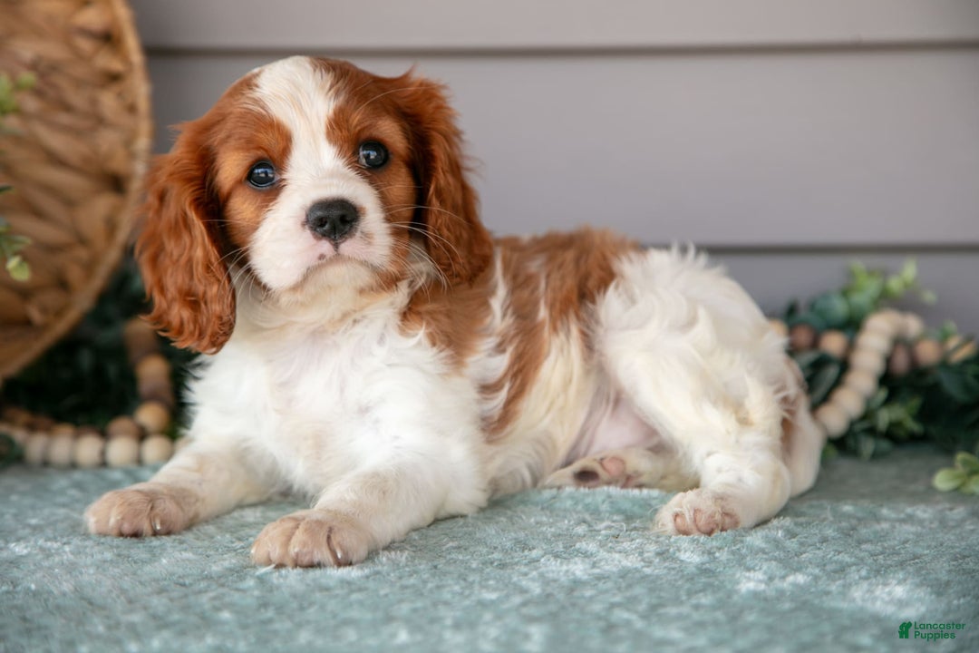 Cavalier King Charles Spaniel dogs for sale: Justin - Image 1