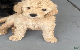 Bernedoodle dogs for sale: Baby Scott - Image 2