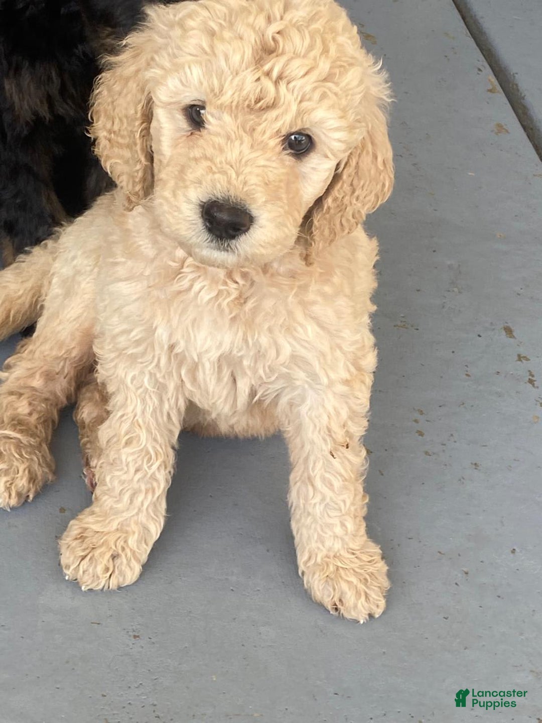 Bernedoodle dogs for sale: Baby Scott - Image 2