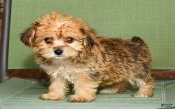 Yochon dogs for sale: Mia - Image 8