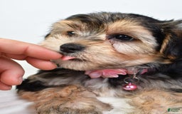 Morkie dogs for sale: Allie - Image 2