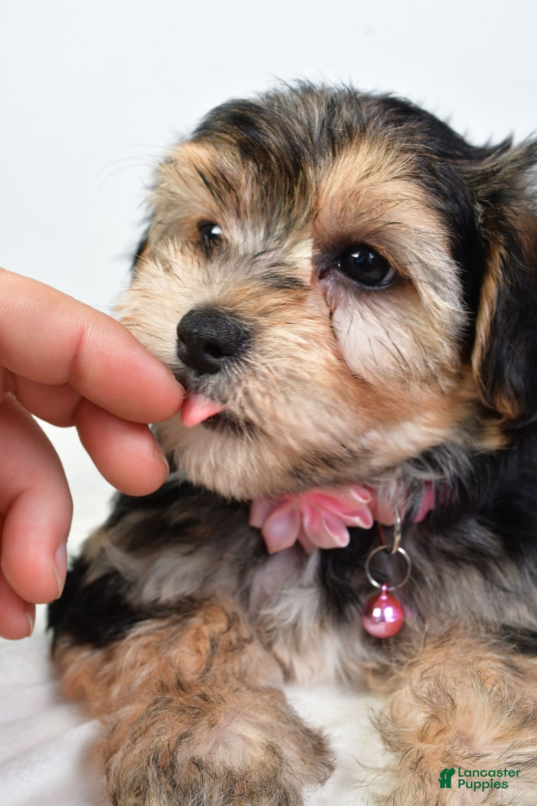 Morkie dogs for sale: Allie - Image 2