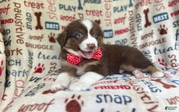 Miniature Australian Shepherd dogs for sale: Nugget - Image 7
