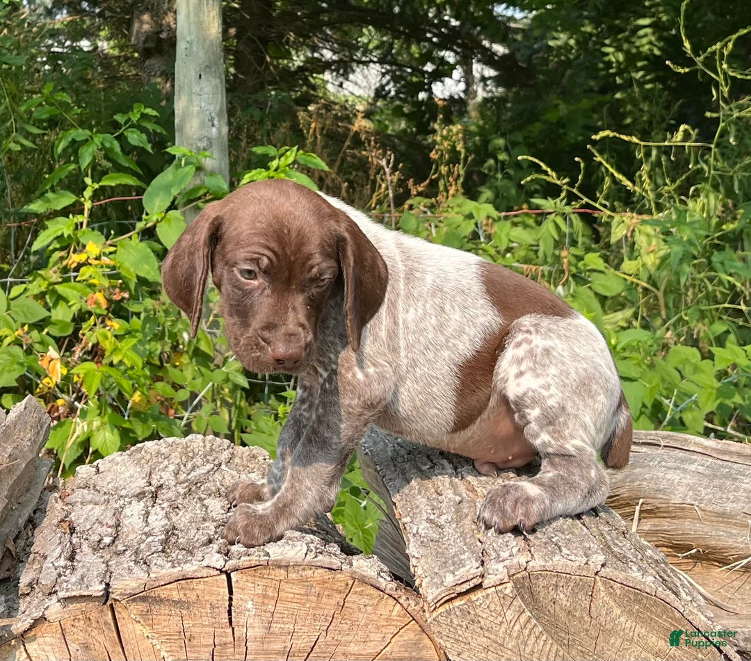 German Shorthaired Pointer dogs for sale: GSP - Image 2