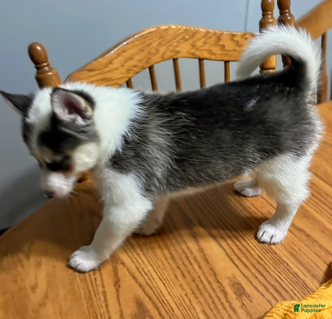 Pomsky dogs for sale: Sweet Rain - Image 10
