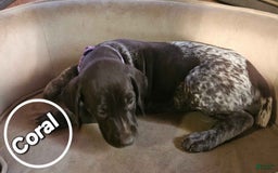 German Shorthaired Pointer dogs for sale: German Shorthaired Pointer 5 puppies - Image 7