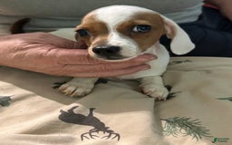 Miniature Dachshund dogs for sale: Miss Piggy - Image 5