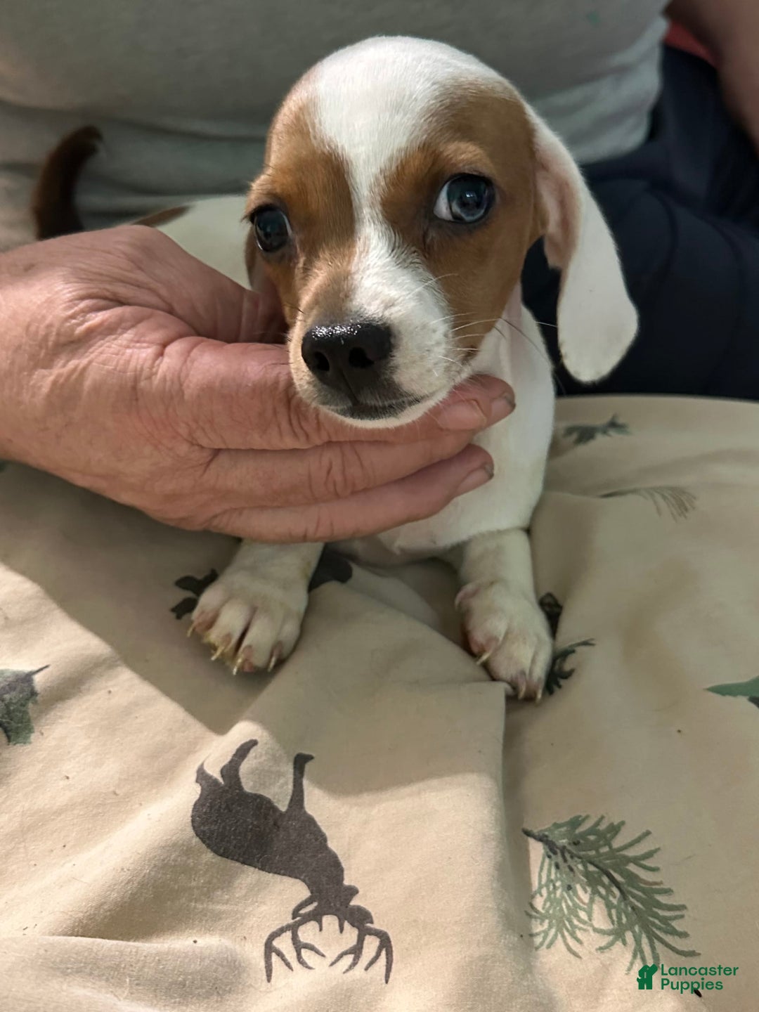 Miniature Dachshund dogs for sale: Miss Piggy - Image 5