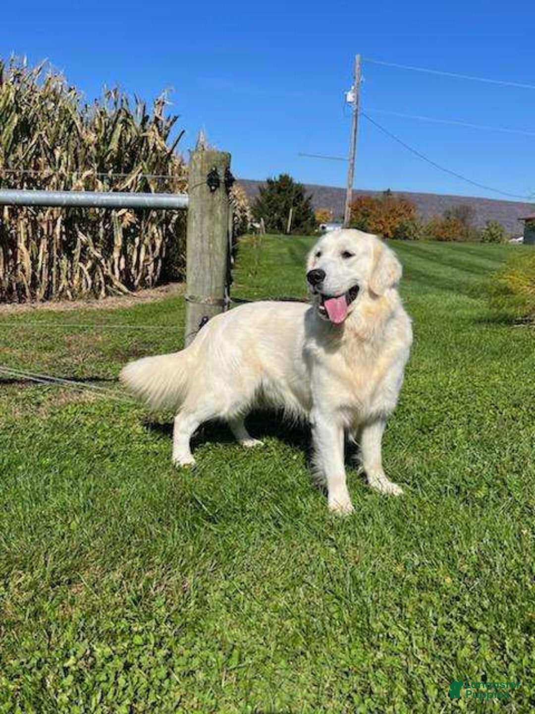 Golden Retriever dogs for sale: Jade - Image 4