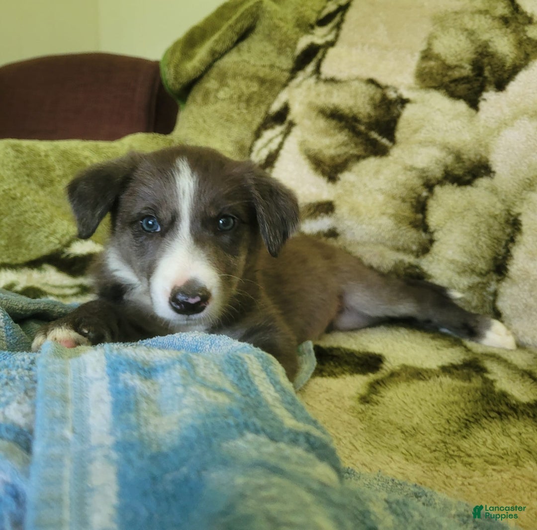 Border Collie dogs for sale: Bethany - Image 5