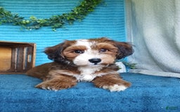 Havanese dogs for sale: Duke - Image 2