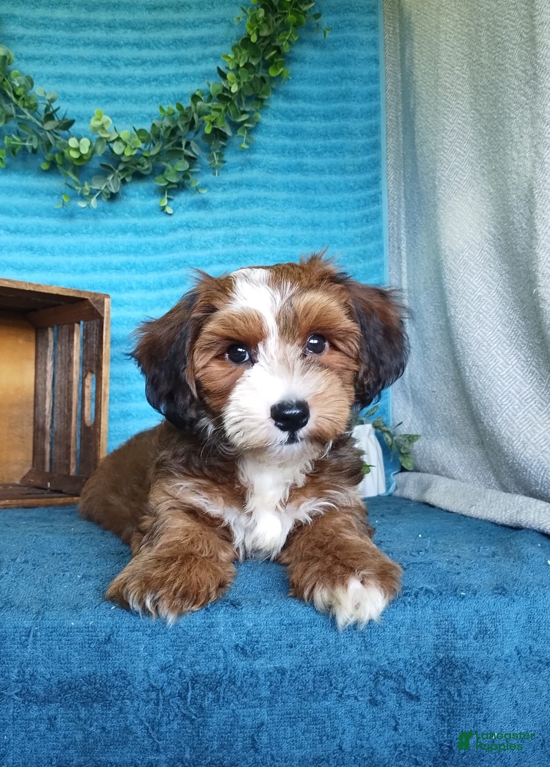 Havanese dogs for sale: Duke - Image 2