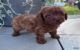 Toy Poodle dogs for sale: Jax - Image 2