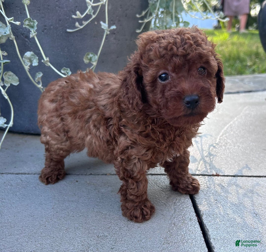 Toy Poodle dogs for sale: Jax - Image 2