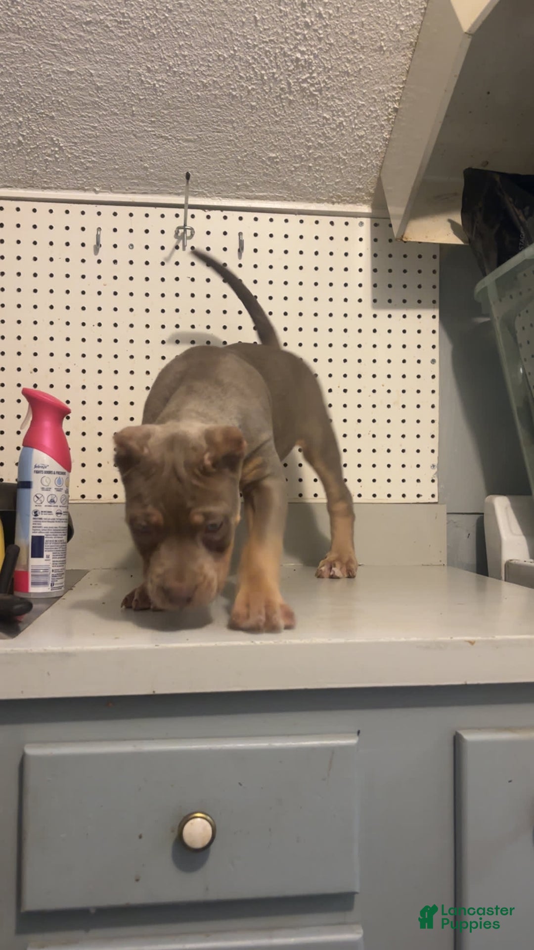 American Bully dogs for sale: Red - Image 3