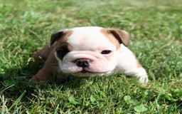 English Bulldog dogs for sale: Winston - Image 9