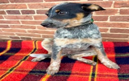 Australian Cattle Dog dogs for sale: Apple - Image 2