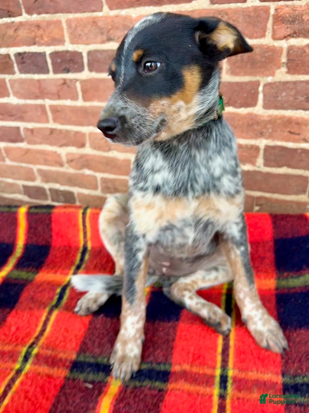 Australian Cattle Dog dogs for sale: Apple - Image 2