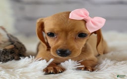 Miniature Dachshund dogs for sale: Miniature Dachshund 3 puppies - Image 16