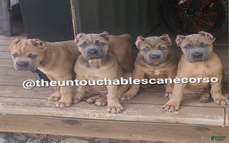 Cane Corso dogs for sale: Gza - Image 2