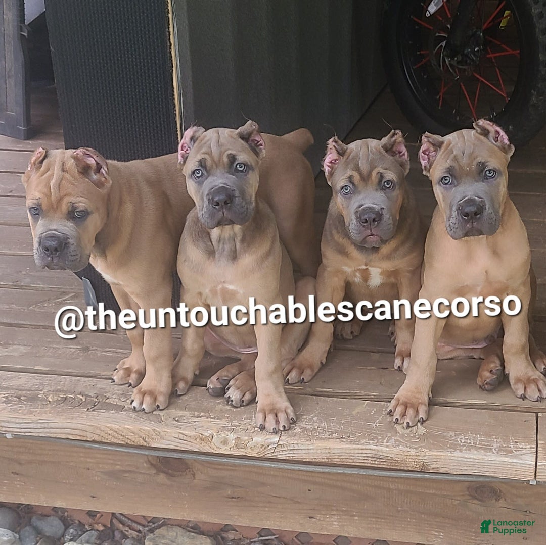 Cane Corso dogs for sale: Gza - Image 2