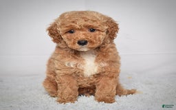 Mini Goldendoodle dogs for sale: Wyatt - Image 1