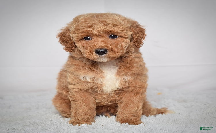 Mini Goldendoodle dogs for sale - Ad 4