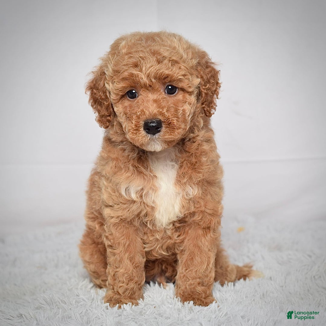 Mini Goldendoodle dogs for sale: Wyatt - Image 1