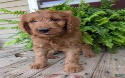 Goldendoodle dogs for sale: Ben - Image 9
