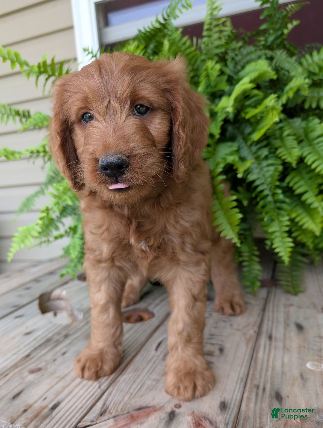 Goldendoodle dogs for sale: Ben - Image 9