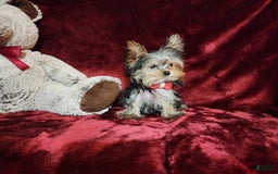 Yorkshire Terrier dogs for sale: Teddy - Image 7
