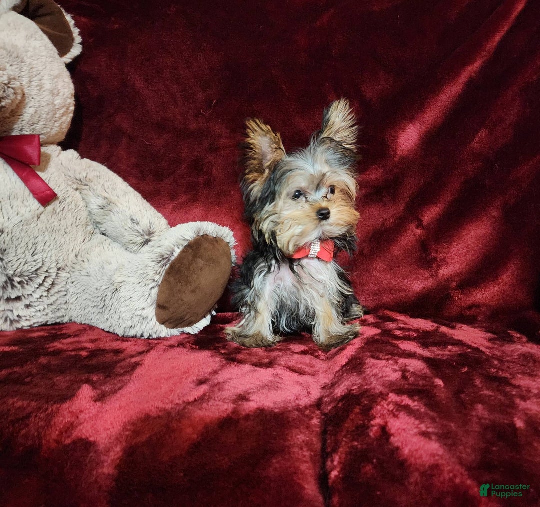 Yorkshire Terrier dogs for sale: Teddy - Image 7