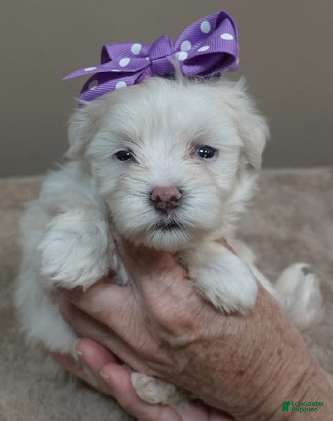 Maltese dogs for sale: Brooklyn - Image 12
