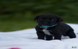 Cane Corso dogs for sale: Lily - Image 4