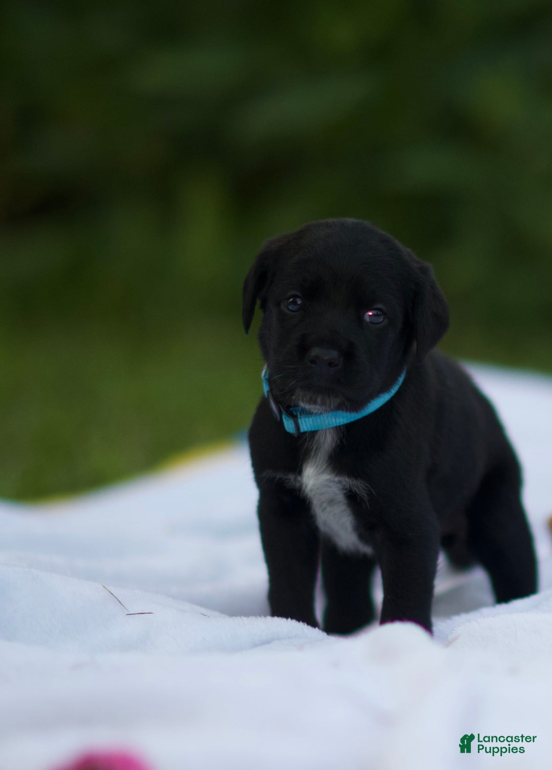 Cane Corso dogs for sale: Lily - Image 4