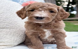 Goldendoodle dogs for sale: Virginia - Image 1