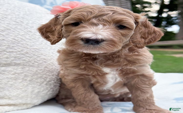 Goldendoodle dogs for sale - Ad 4