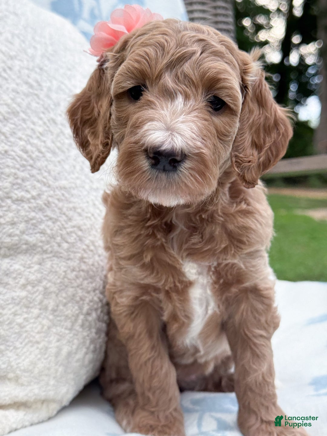 Goldendoodle dogs for sale: Virginia - Image 1