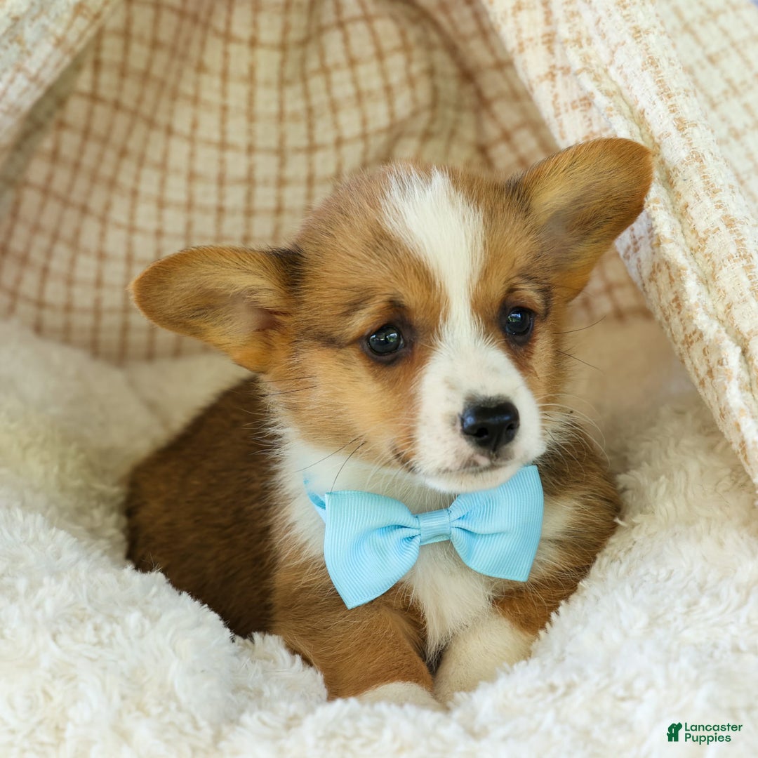 Welsh Corgi Pembroke dogs for sale: Griffin - Image 1