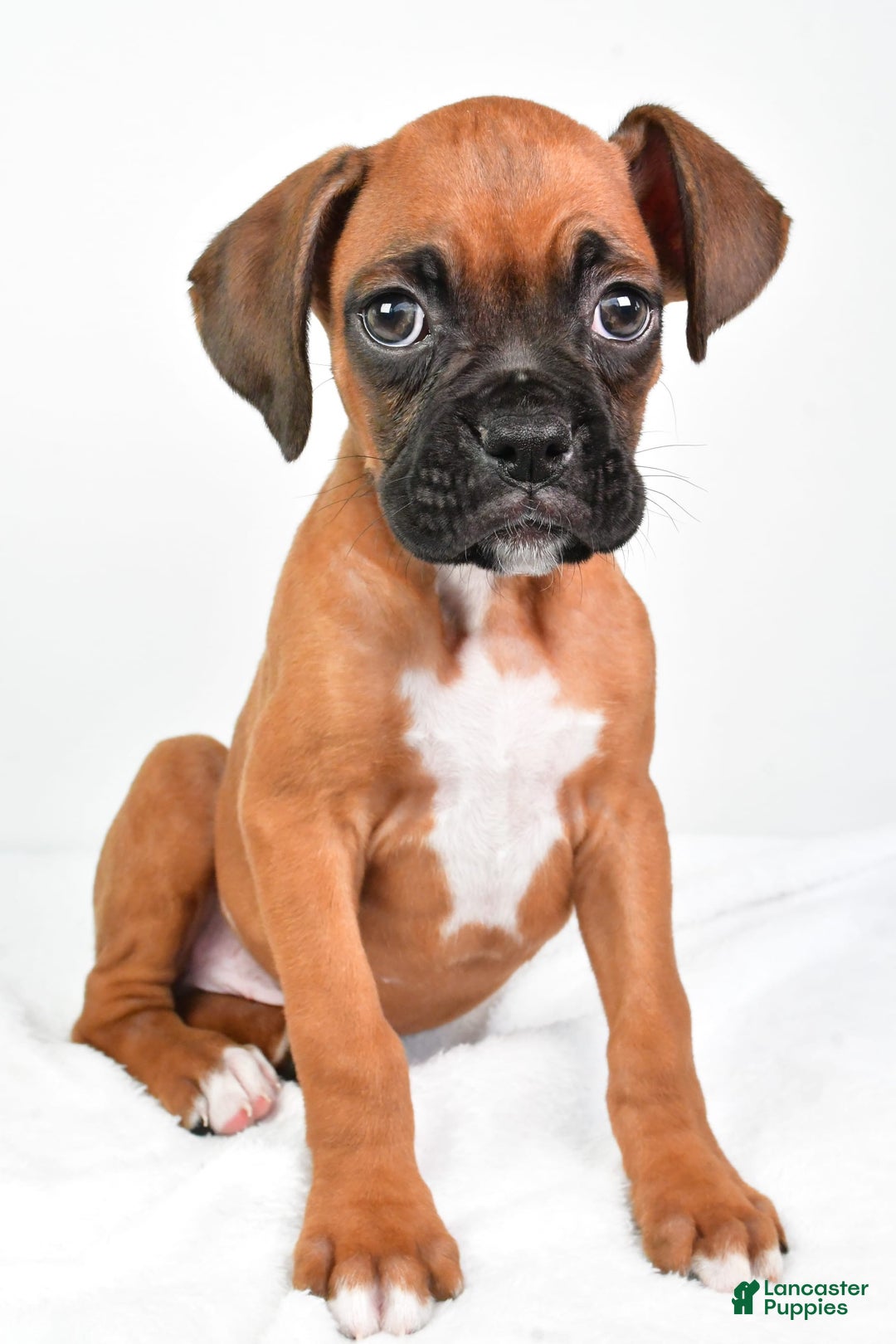 Boxer dogs for sale: Draco - Image 1